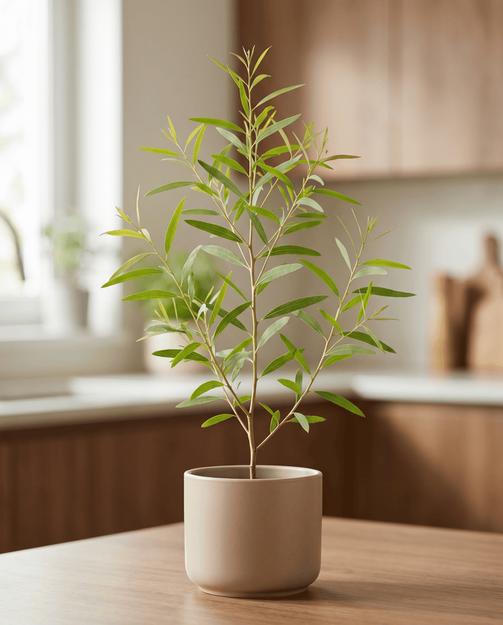 Citroengomboom zaden (Eucalyptus citriodora) – meerjarig kruid