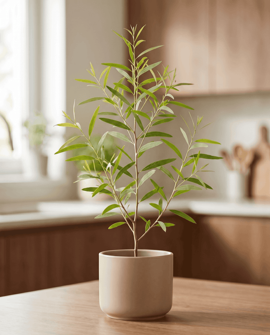 Citroengomboom (Eucalyptus citriodora) – meerjarige kruidenzaden van SeedsChoice