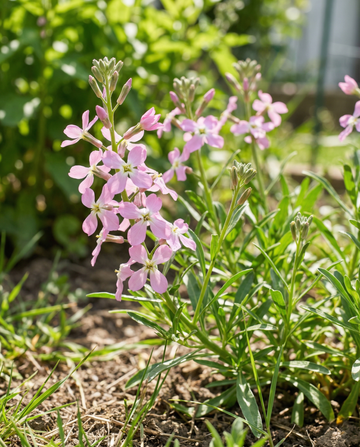 Night Scented Stock Pink (Matthiola longipetala) – eenjarige bloemenzaden van SeedsChoice
