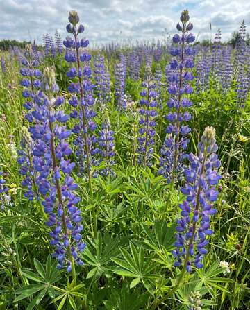 Blue Lupin groenbemester 100g zaden (Lupinus angustifolius) – eenjarige groenbemester