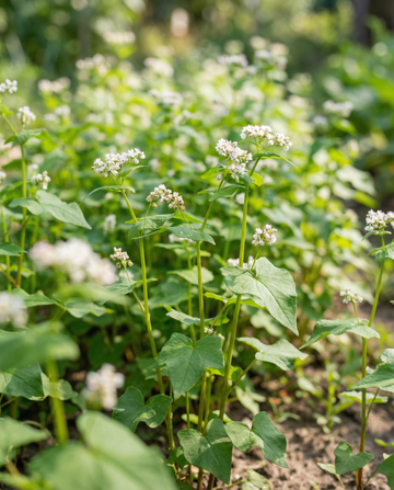 Boekweit Groenbemester 250g (Fagopyrum esculentum) – eenjarige groenbemesterzaden van SeedsChoice