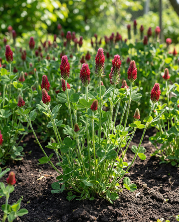 Crimson Clover groenbemester 200g (Trifolium incarnatum) – eenjarige groenbemesterzaden van SeedsChoice