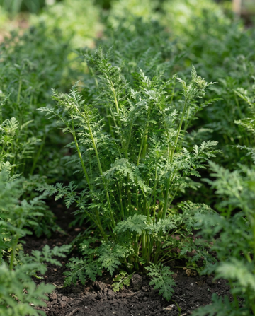 Bijenvoer groenbemester 100g (Phacelia tanacetifolia) – eenjarige groenbemester zaden van SeedsChoice
