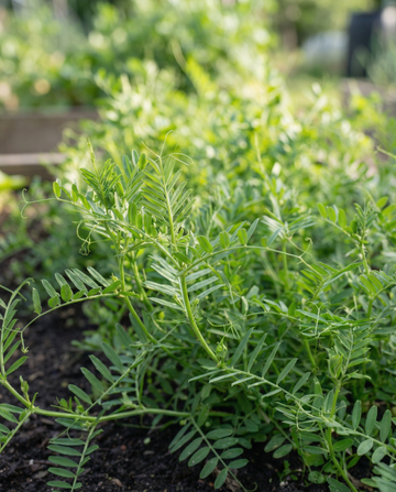 Voederwikke groenbemester 150g (Vicia sativa) – eenjarige groenbemesterzaden van SeedsChoice