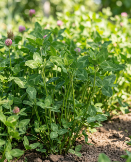 Rode klaver zaden Trifolium Pratense vaste groenbemester 150g