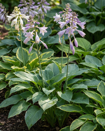 Hybrid Varieties 0.15g zaden (Hosta × hybrida) – meerjarig mengsel