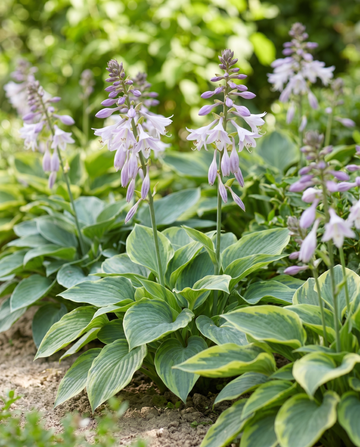 Hybrid Varieties 0.15g (Hosta × hybrida) – meerjarige mengsel zaden van SeedsChoice
