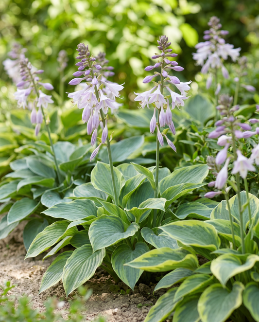 Hybrid Varieties 0.15g (Hosta × hybrida) – meerjarige mengsel zaden van SeedsChoice