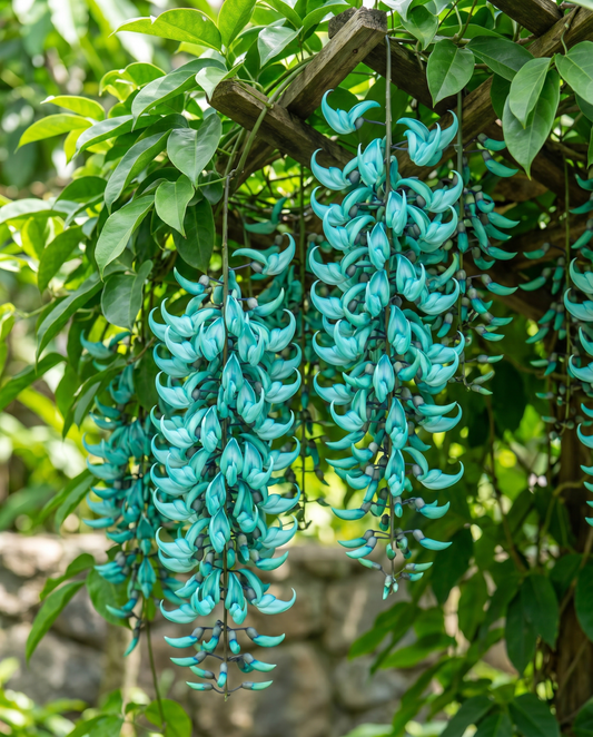 Jade Vine turquoise klimmer (Strongylodon macrobotrys) – klimplant zaden van SeedsChoice