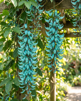 Jadeplant zaden Strongylodon Macrobotrys turquoise bloemen klimmer