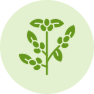 Bessen & kleinfruit