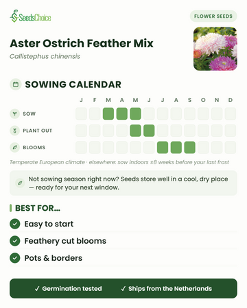 Zaaikalender voor Aster Ostrich Feather Mix in een gematigd Europees klimaat: zaai maart tot mei, plant buiten mei tot juni, bloeit juli tot september; zaden blijven goed bewaard tot het volgende zaadseizoen