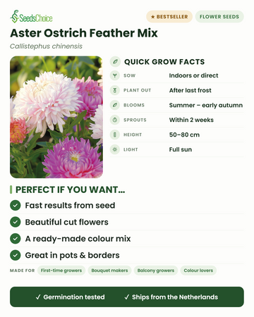 Aster Ostrich Feather Mix Callistephus chinensis snelle kweekfeiten: binnen voorzaaien of direct zaaien in het voorjaar, uitplanten na de laatste vorst, bloeit van zomer tot vroege herfst, hoogte 50-80 cm, volle zon — vederlichte snijbloemen in een kleurrijke mix