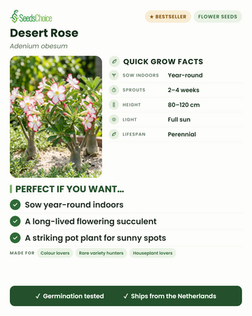 Desert Rose Adenium obesum snelle kweekinfo: binnen zaaien het hele jaar door, kiemt in 2–4 weken, hoogte 80–120 cm, volle zon — een langlevende bloeiende vetplant voor zonnige plekken