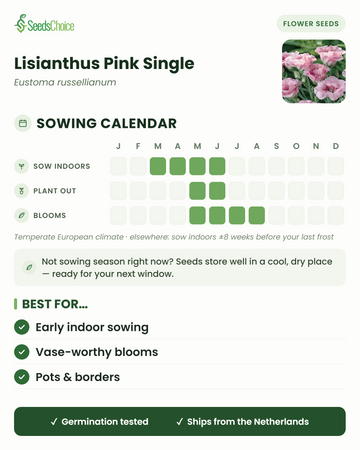 Zaaikalender voor Lisianthus Pink Single in een gematigd Europees klimaat: binnen voorzaaien maart t/m juni, uitplanten mei t/m juni, bloeit mei t/m augustus; zaden blijven goed bewaarbaar tot het volgende zaaiseizoen