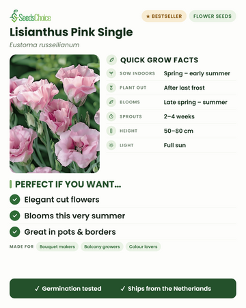 Lisianthus Pink Single Eustoma russellianum snelle kweektips: binnen voorzaaien van lente tot vroege zomer, buiten planten na de laatste vorst, bloeit van late lente tot zomer, hoogte 50-80 cm, volle zon — elegante snijbloemen