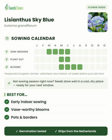 Zaaikalender voor Lisianthus Sky Blue in een gematigd Europees klimaat: binnen voorzaaien maart t/m juni, uitplanten mei t/m juni, bloeit mei t/m augustus; zaden blijven goed bewaarbaar tot het volgende zaaiseizoen