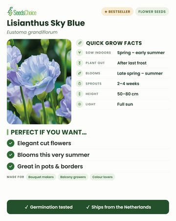 Lisianthus Sky Blue Eustoma grandiflorum snelle kweektips: binnen voorzaaien van lente tot vroege zomer, buiten planten na de laatste vorst, bloeit van late lente tot zomer, hoogte 50-80 cm, volle zon — elegante snijbloemen