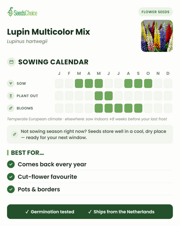 Zaaikalender voor Lupin Multicolor Mix in een gematigd Europees klimaat: zaaien maart t/m mei of augustus t/m oktober, bloeit mei t/m september; zaden blijven goed bewaarbaar tot het volgende zaaiseizoen