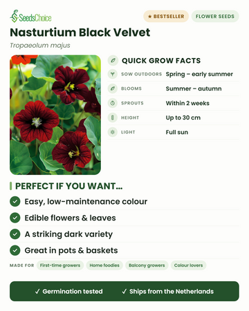 Nasturtium Black Velvet Tropaeolum majus snelle kweekinfo: direct zaaien van lente tot vroege zomer, bloeit van zomer tot herfst, hoogte tot 30 cm, volle zon — eetbare bloemen en een opvallend donker ras