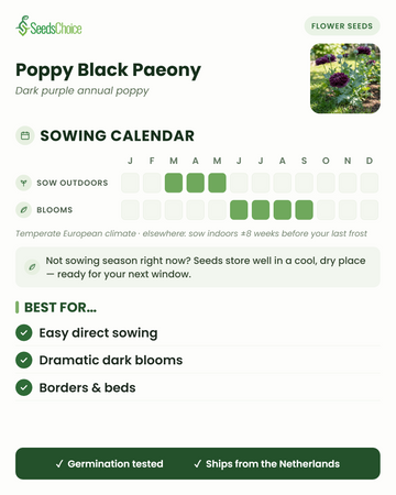 Zaaikalender voor Poppy Black Paeony in een gematigd Europees klimaat: direct zaaien maart t/m mei, bloeit juni t/m september; zaden blijven goed bewaarbaar tot het volgende zaaiseizoen