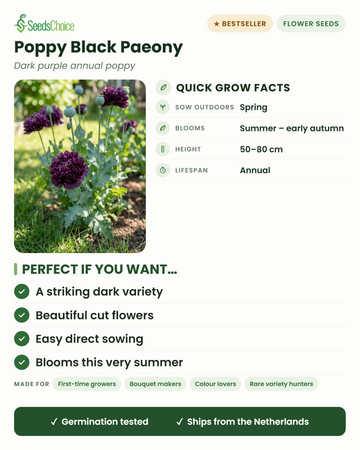 Klaproos Black Paeony snelle groeifeiten: direct zaaien in het voorjaar, bloeit van zomer tot vroege herfst, hoogte 50-80 cm, eenjarig — een opvallend donker ras en prachtige snijbloem