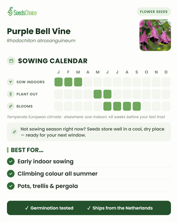 Zaaikalender voor Purple Bell Vine in een gematigd Europees klimaat: binnen voorzaaien januari t/m maart, uitplanten mei t/m juni, bloeit juni t/m september; zaden blijven goed bewaarbaar tot het volgende zaaiseizoen