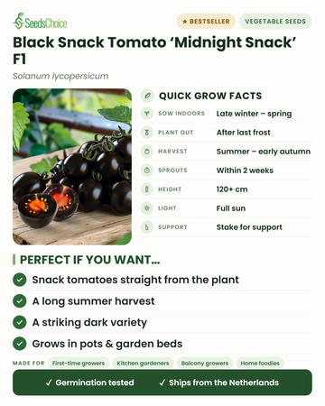 Zwarte snacktomaat Midnight Snack F1 snelle kweekinfo: binnen voorzaaien van late winter tot lente, uitplanten na de laatste vorst, oogst van zomer tot vroege herfst, hoogte 120+ cm, volle zon — belangrijkste voordelen en voor wie deze snacktomaat geschikt is