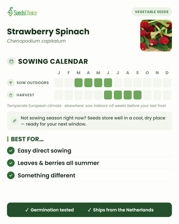 Zaaikalender voor Strawberry Spinach in een gematigd Europees klimaat: direct zaaien maart t/m juni, oogst juni t/m september; zaden blijven goed bewaarbaar tot het volgende zaaiseizoen