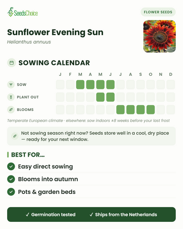 Zaaikalender voor Sunflower Evening Sun in een gematigd Europees klimaat: zaaien maart t/m juni, uitplanten mei t/m juni, bloeit juli t/m oktober; zaden blijven goed bewaarbaar tot het volgende zaaiseizoen