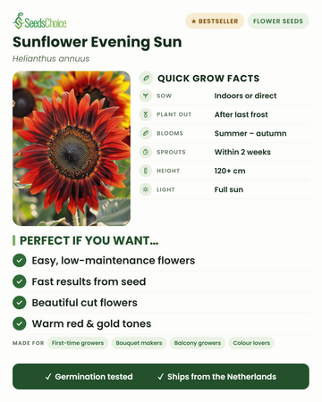 Zonnebloem Evening Sun snelle kweekfacts: binnen voorzaaien of direct zaaien in het voorjaar, uitplanten na de laatste vorst, bloeit van zomer tot herfst in warme rode en gouden tinten, hoogte 120+ cm, volle zon