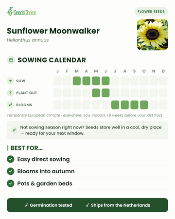 Zaaikalender voor Sunflower Moonwalker in een gematigd Europees klimaat: zaaien maart t/m juni, uitplanten mei t/m juni, bloeit juli t/m oktober; zaden blijven goed bewaarbaar tot het volgende zaaiseizoen