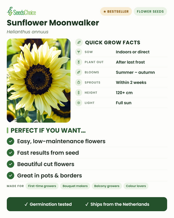 Zonnebloem Moonwalker snelle kweektips: binnen voorzaaien of direct zaaien in het voorjaar, uitplanten na de laatste vorst, bloeit van zomer tot herfst, hoogte 120+ cm, volle zon — makkelijke snelle bloemen voor potten en borders