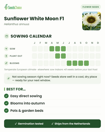 Zaaikalender voor Sunflower White Moon F1 in een gematigd Europees klimaat: zaaien april t/m juni, uitplanten mei t/m juni, bloeit juli t/m oktober; zaden blijven goed bewaarbaar tot het volgende zaaiseizoen