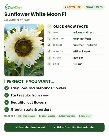 Zonnebloem White Moon F1 snelle kweekinfo: binnen voorzaaien of direct zaaien in het voorjaar, buiten planten na de laatste vorst, bloeit van zomer tot herfst, planthoogte 120+ cm, volle zon — voordelen en voor wie deze witte zonnebloem geschikt is