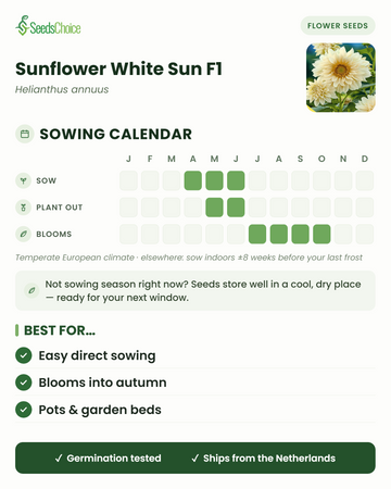 Zaaikalender voor Sunflower White Sun F1 in een gematigd Europees klimaat: zaaien april t/m juni, uitplanten mei t/m juni, bloeit juli t/m oktober; zaden blijven goed bewaarbaar tot het volgende zaaiseizoen