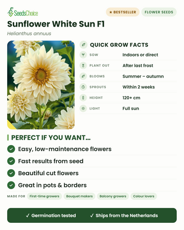 Zonnebloem White Sun F1 snelle kweekfeitjes: binnen voorzaaien of direct zaaien in het voorjaar, uitplanten na de laatste vorst, bloeit van zomer tot herfst, planthoogte 120+ cm, volle zon — voordelen en voor wie deze witte zonnebloem geschikt is