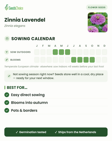 Zaaikalender voor Zinnia Lavendel in een gematigd Europees klimaat: direct zaaien april t/m juni, bloeit juli t/m oktober; zaden blijven goed bewaarbaar tot het volgende zaaiseizoen