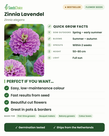 Zinnia Lavendel Zinnia elegans snelle kweekfeiten: direct zaaien van lente tot vroege zomer, bloeit van zomer tot herfst, hoogte 50-80 cm, volle zon — makkelijke snijbloemen met weinig onderhoud